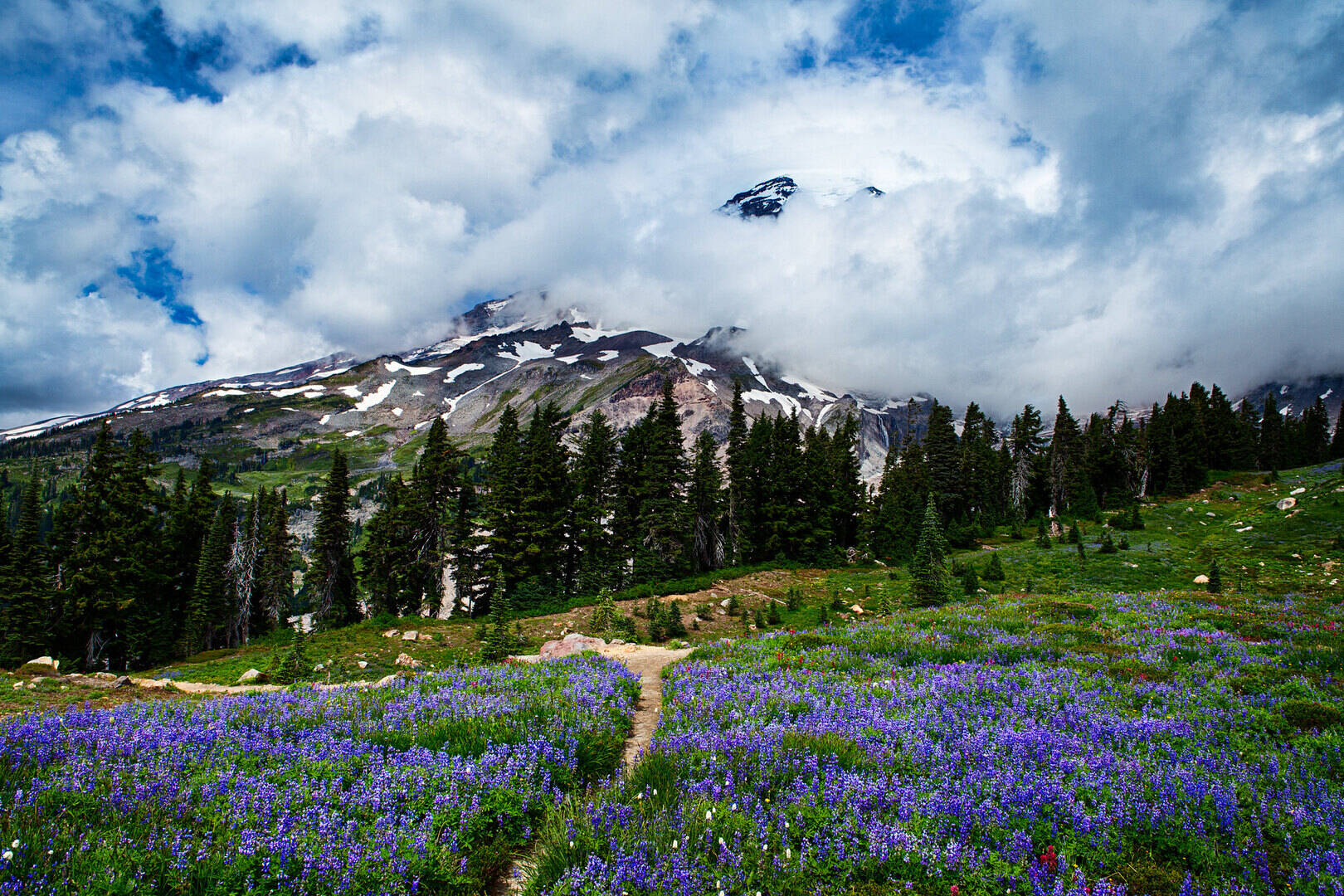 Paradise Meadows Wildflower Tour